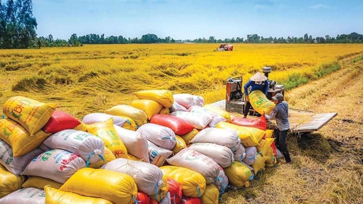 Vietnam rice industry urged to prioritize value as export prices fall