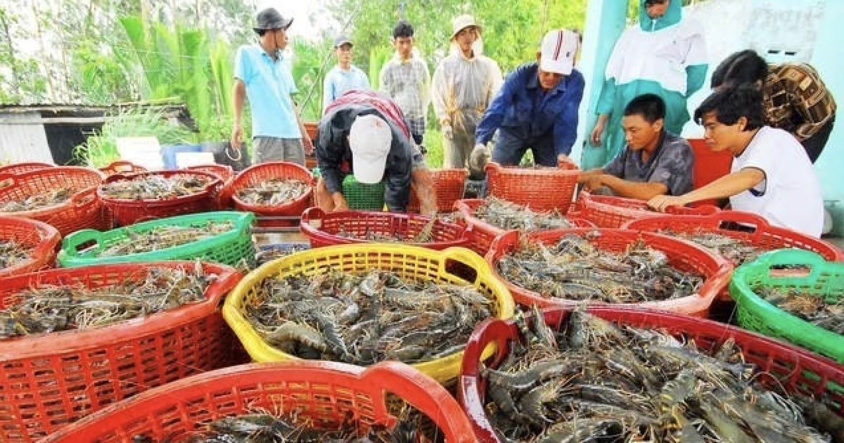 Vietnam’s shrimp exports approach $2.8 billion as China drives growth