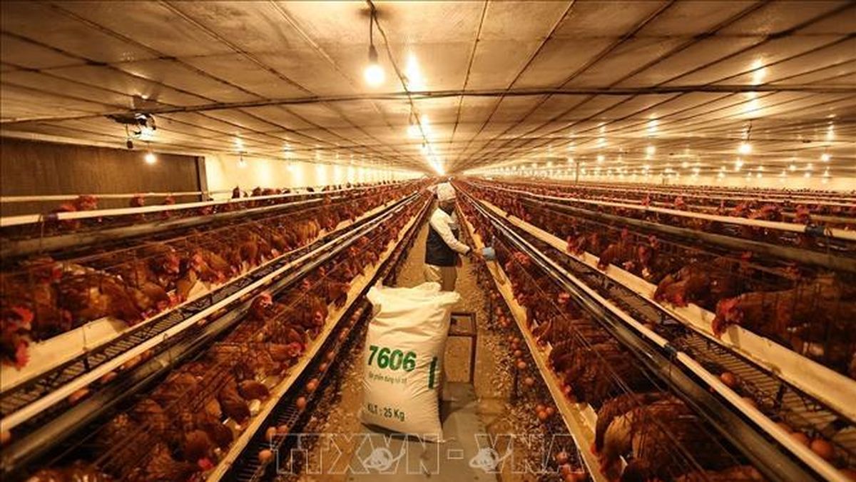 Vietnam targets 10 million tonnes of meat by 2030 in livestock overhaul