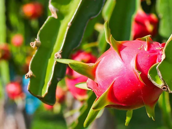 Vietnam targets Turkish market for coconut, dragon fruit, mango and durian
