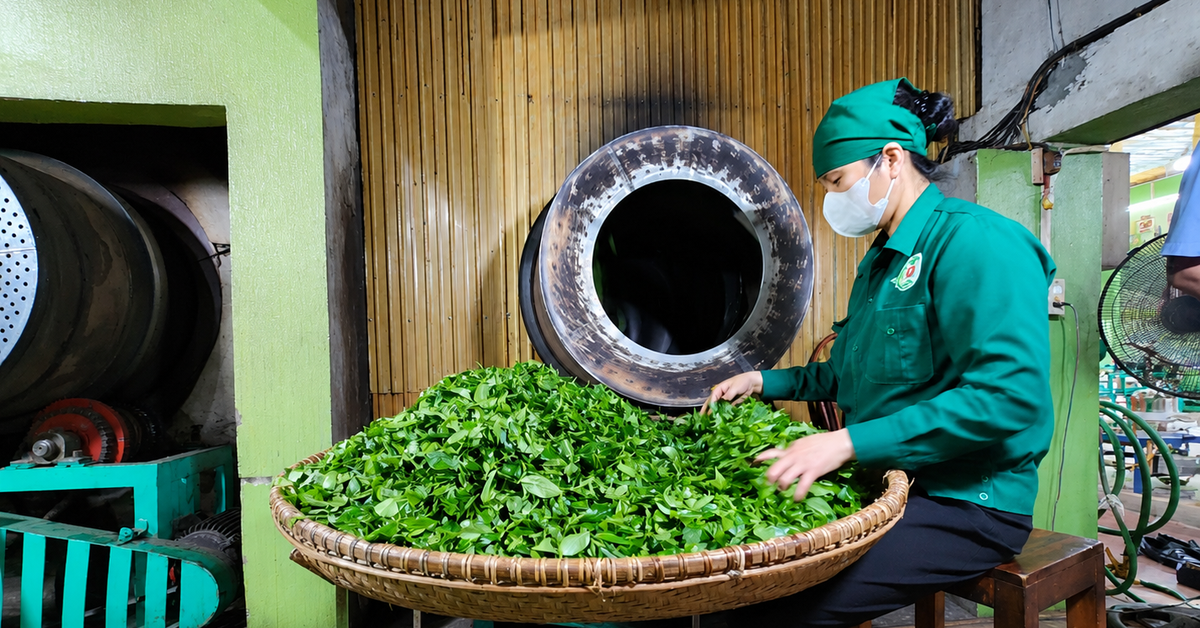 Vietnam’s tea exports to Malaysia rise as 2026 shipments target 6,000 tonnes