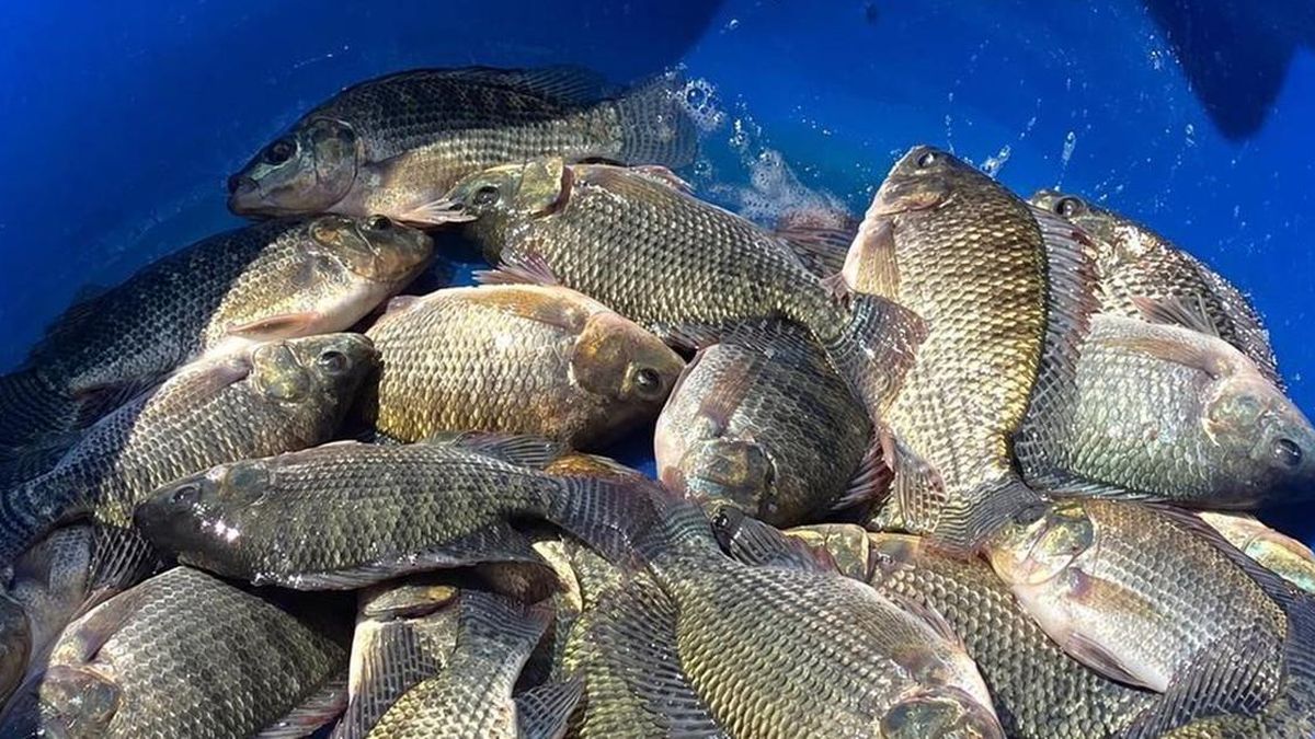 Vietnam’s tilapia exports rise 55% as Brazil takes half of shipments