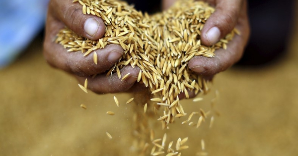 Vietnam weighs rice export floor price as domestic and regional markets diverge