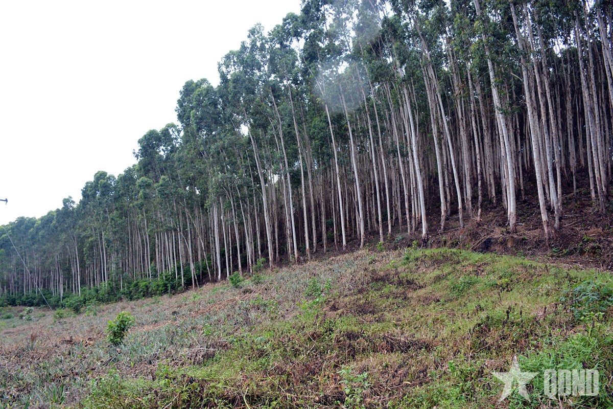 Vietnam’s wood and forest product exports extend decade-long growth streak