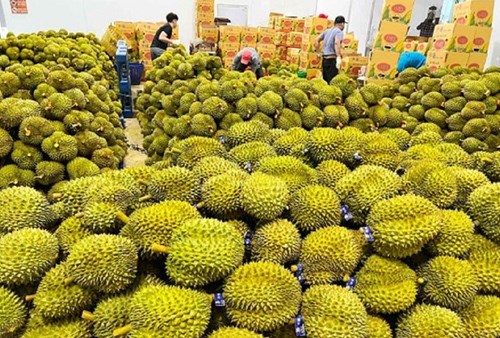 Vietnamese fruit, coffee and spice exports gain broader presence abroad