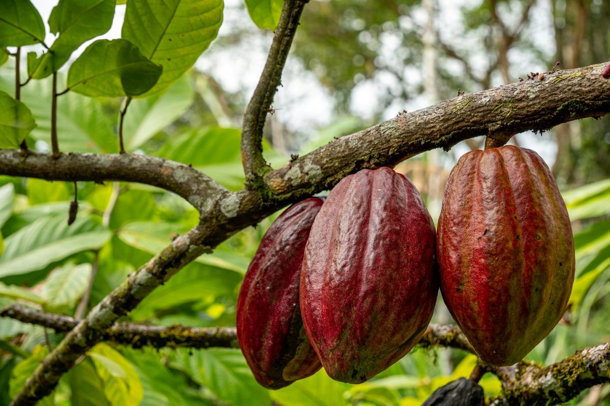 Ghana and Côte d’Ivoire cocoa crop forecasts raise risk of renewed price surge