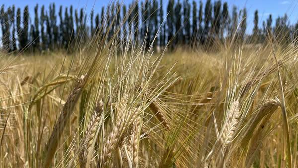 World barley output forecast to fall by 6 million tonnes in 2026/27