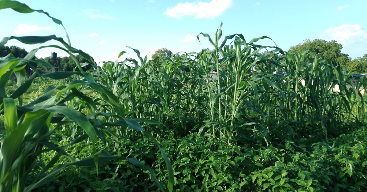 Zambia harvests record 4.9 million tonnes of maize, creating major export surplus