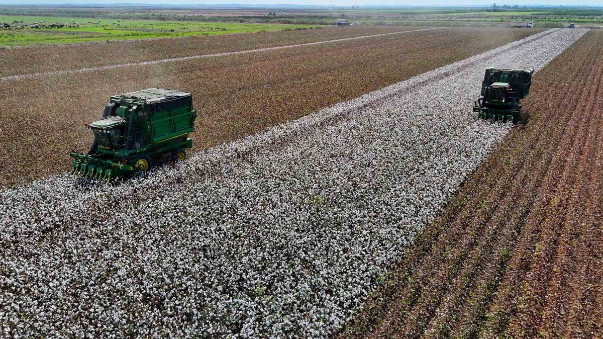 Türkei startet Baumwollernte in Adana: 40 Lira je Kilogramm, rund 230.000 Tonnen erwartet