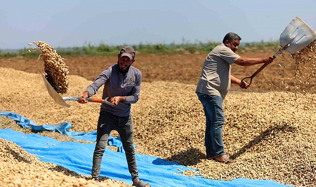 Adana apunta a una cosecha de 135.000 toneladas de cacahuete