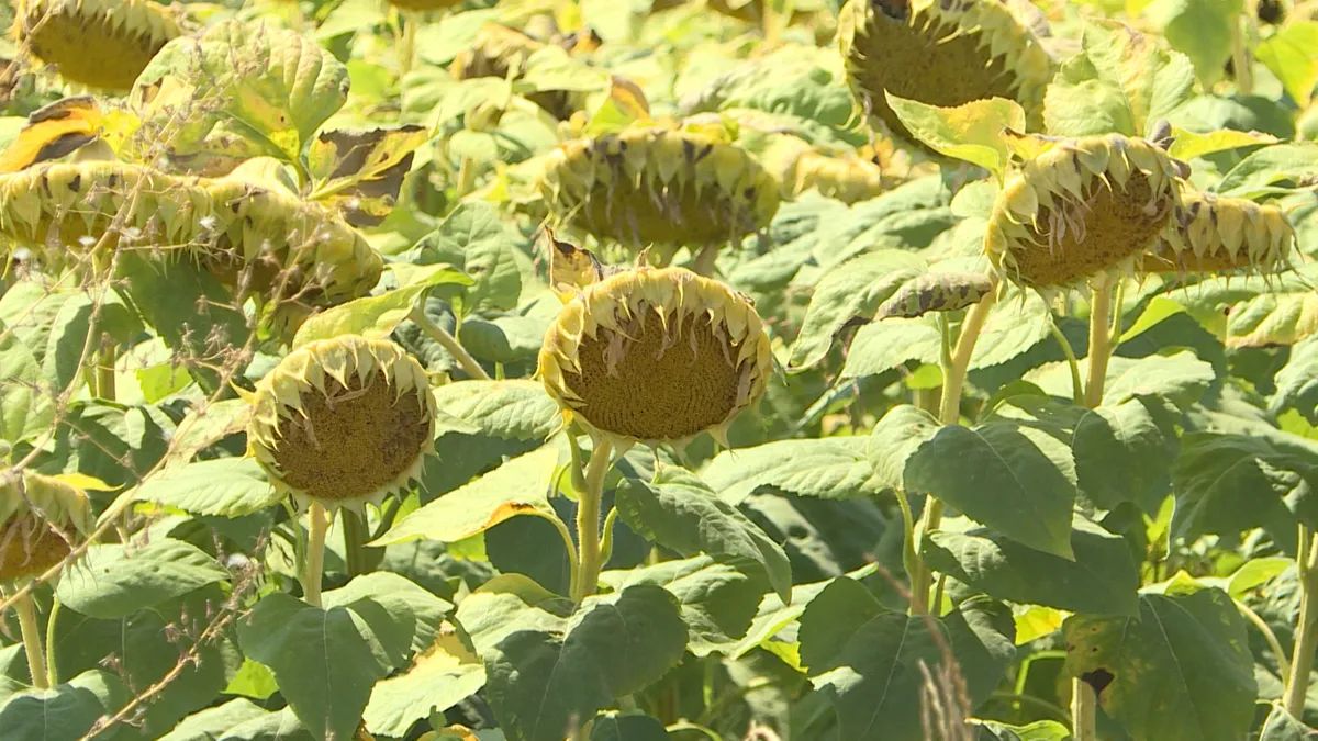 Vorschüsse setzen serbische Sonnenblumenbauern Preisen unter Marktniveau aus
