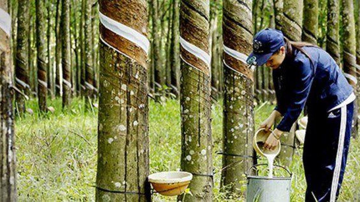 橡胶园老化推动越南重新评估种植园更新与工业用地转换