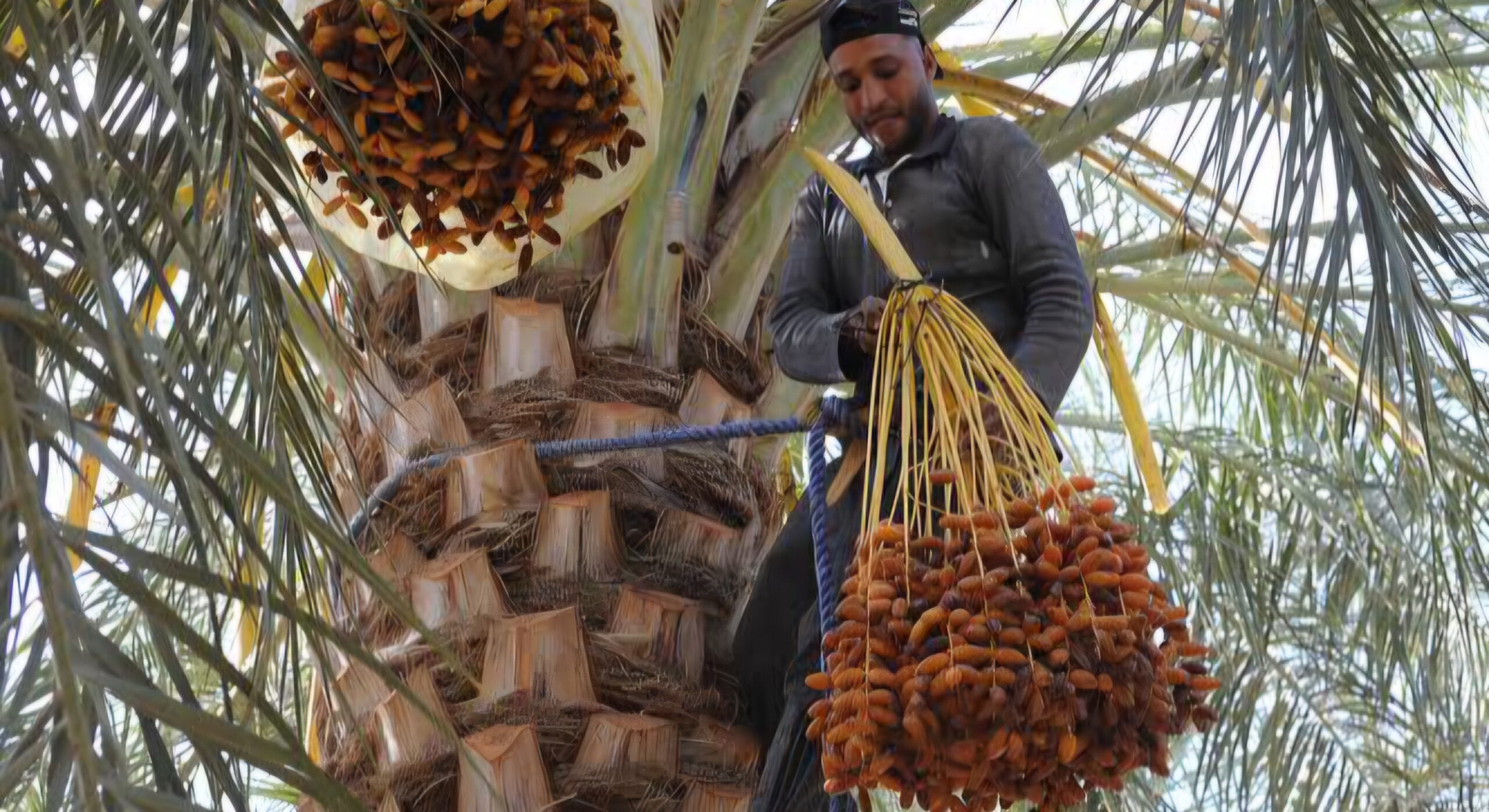 Argelia: Biskra prevé una cosecha récord de dátiles de 4,1 millones de quintales en 2026-2027