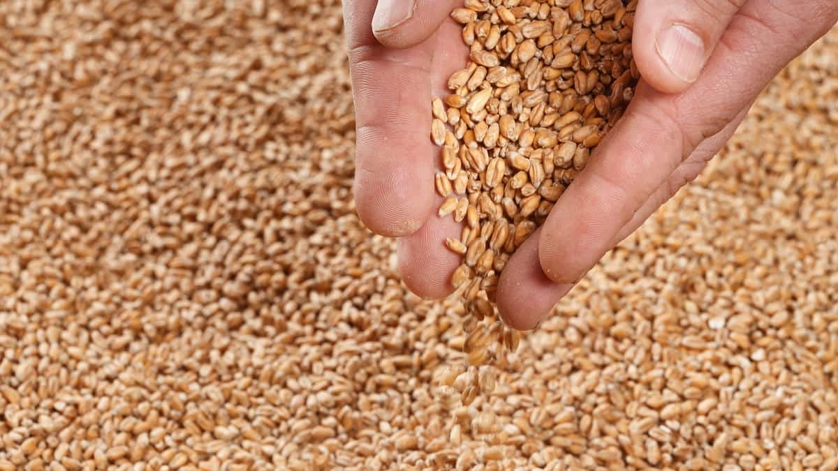 L’Algérie lance un appel d’offres pour 50 000 tonnes de blé tendre