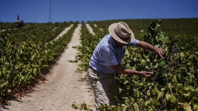 Andalusien verbietet nächtliche Olivenernte in superintensiven Anlagen zum Schutz von Vögeln