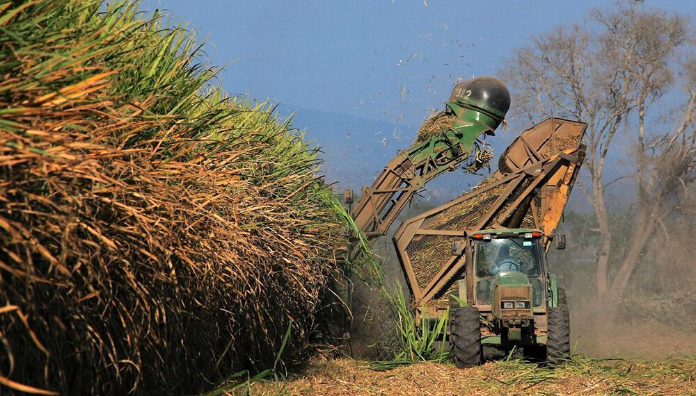 La zafra argentina supera los 16,1 millones de toneladas de caña molida y se acerca al 60%