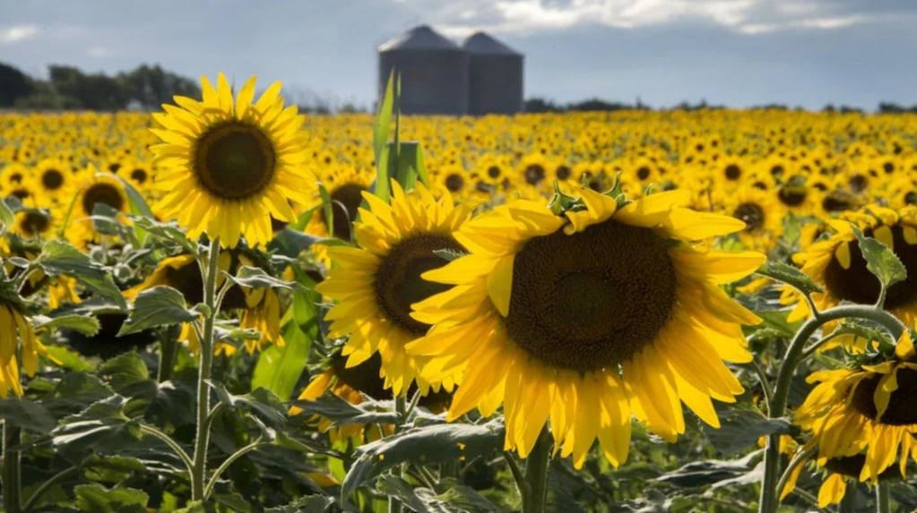 Argentina's sunflower campaign opens with record exports and a 5.3% larger planted area