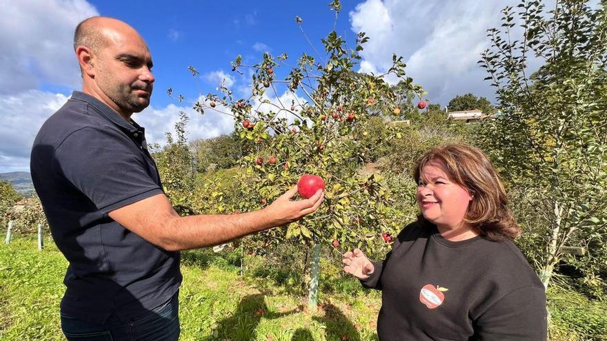 Asturias Expects 2026 Cider Apple Crop to Cover Protected-Origin Mill Demand