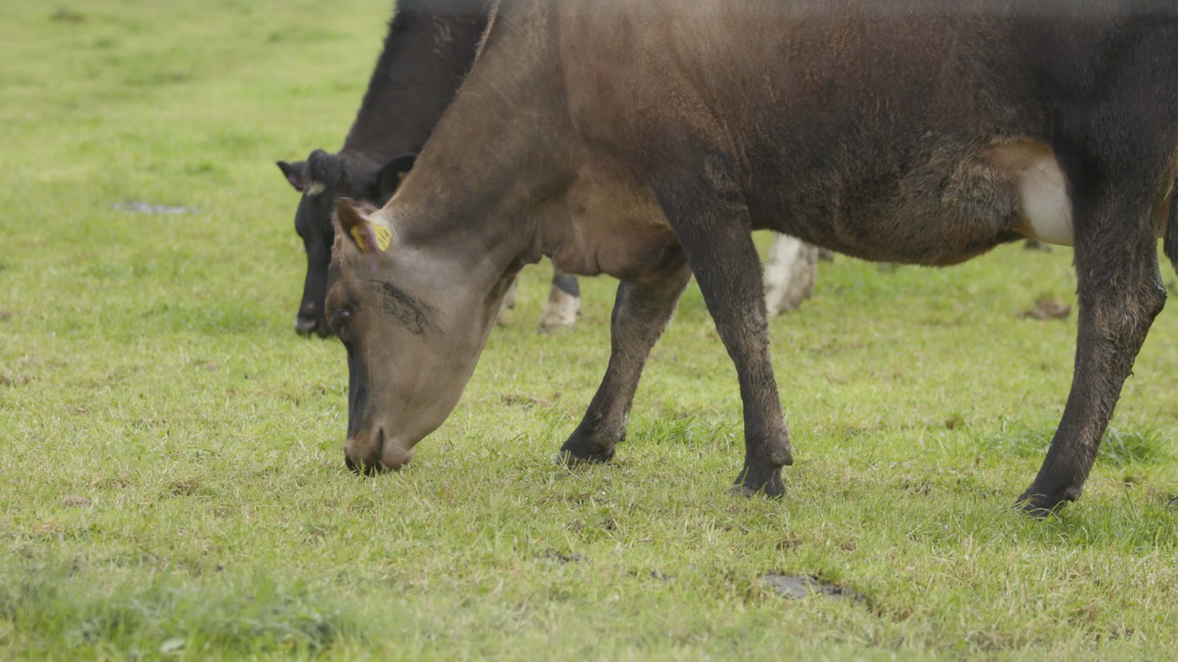 ANZ: Australian Dairy Value to Hit $6.1 Billion in 2026/27 on a Shrinking Milk Pool