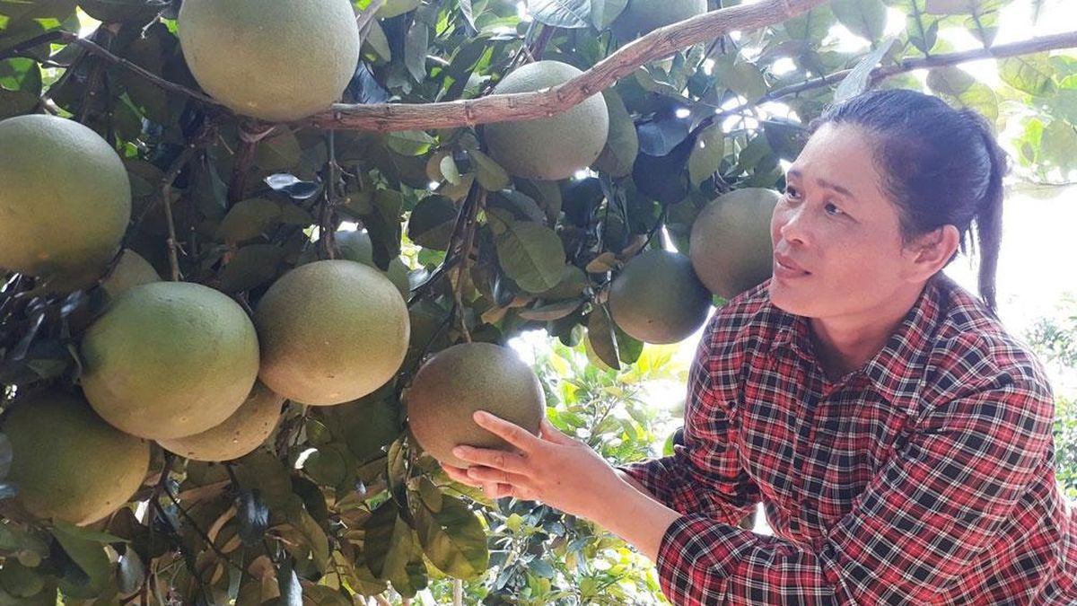 Bắc Ninh reconstruit ses zones de culture pour exporter des pomelos en Chine