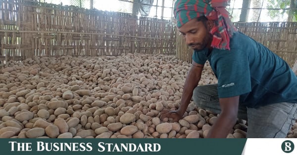 Les exportations de pommes de terre du Bangladesh chutent de 49% avec la flambée du fret
