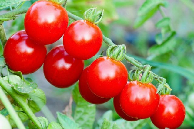 Belarus Sets 15,583-Tonne State Order for Off-Season Tomatoes and Cucumbers