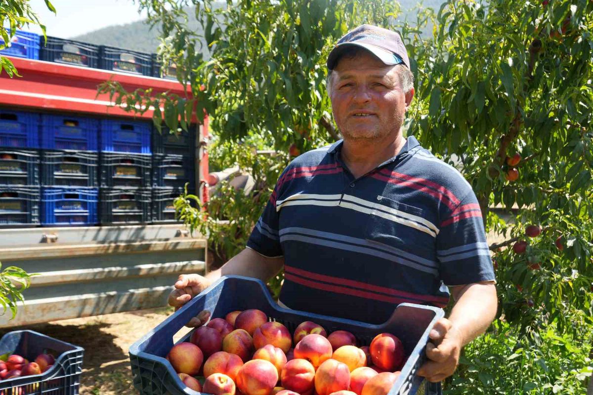 La abundante cosecha de nectarinas hunde los precios en Bilecik pese al 70% exportado