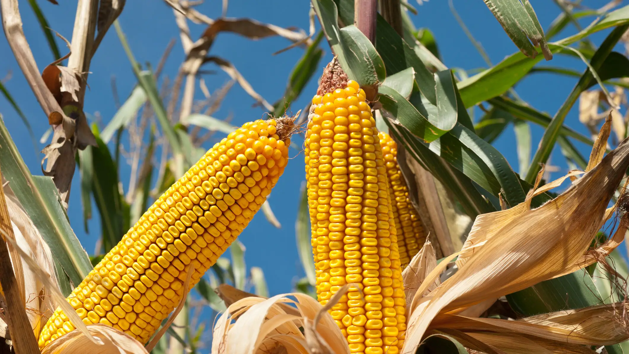 Biokraftstoff-Ausbau setzt den Weltmaismarkt unter Druck: IGC und USDA senken Prognosen für 2026/27