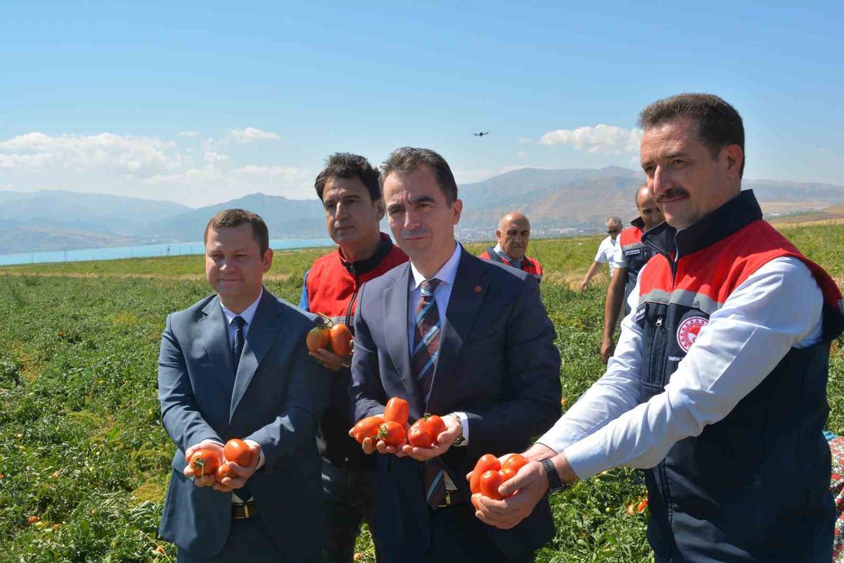 Bitlis inicia la cosecha de tomate en 34.130 decares de cultivo