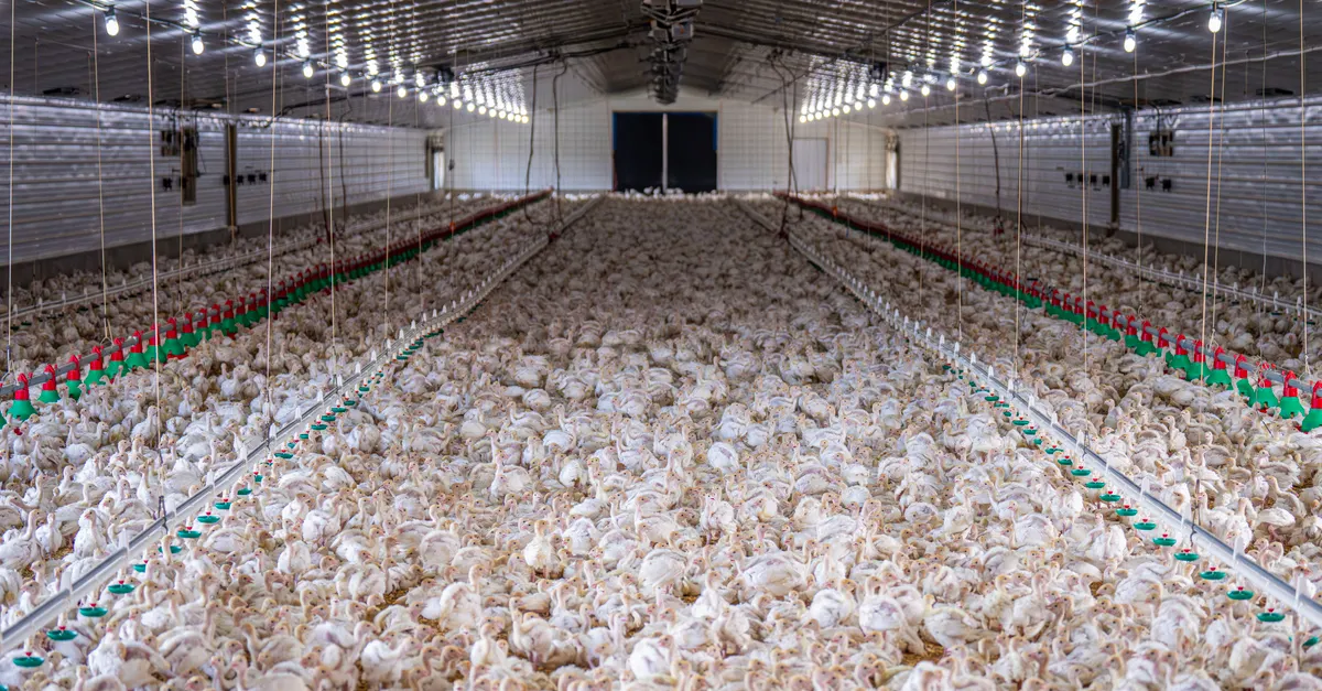 Brasilien erhält Marktzugang für Tierprodukte in drei Zielländern