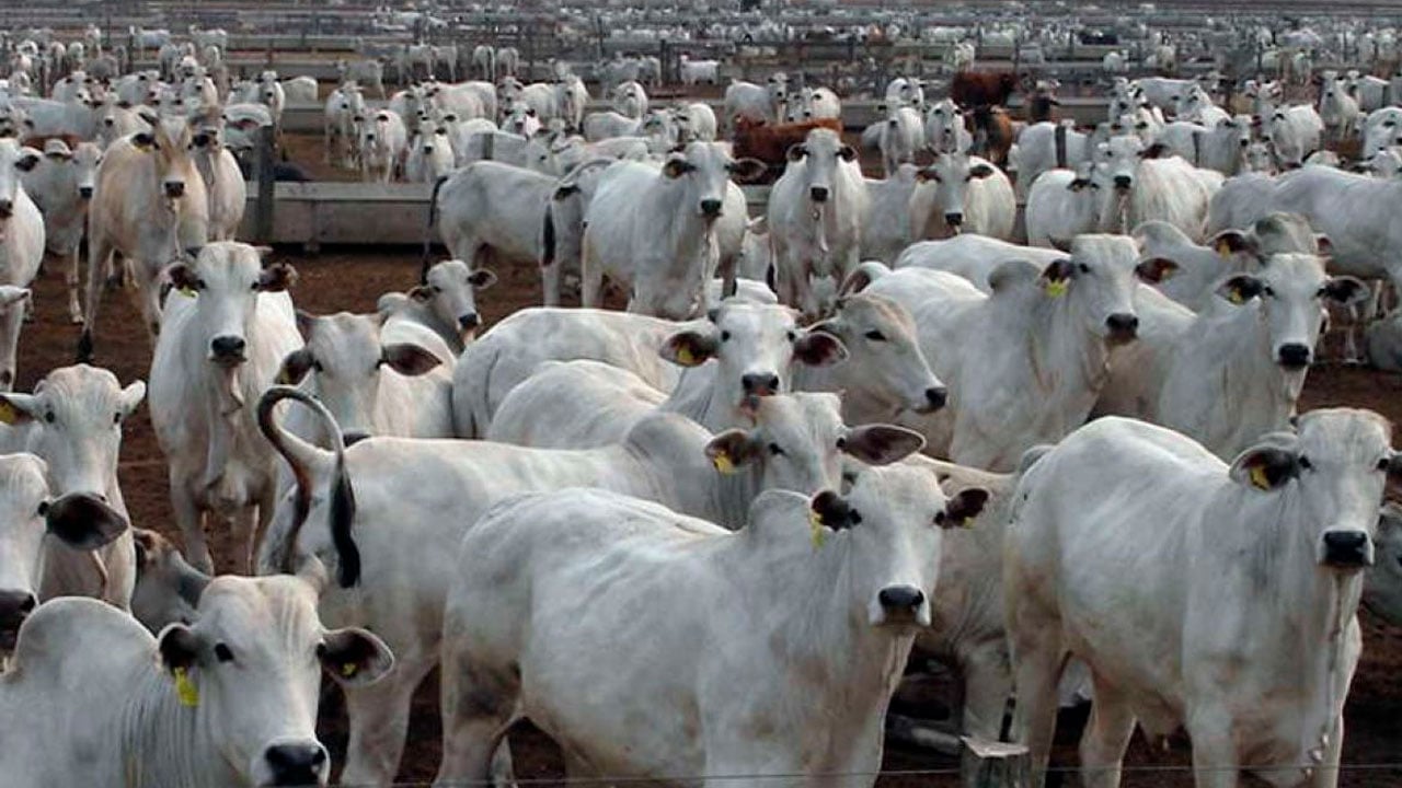 Brazil’s cattle-cycle turn points to lower beef production and exports in 2027