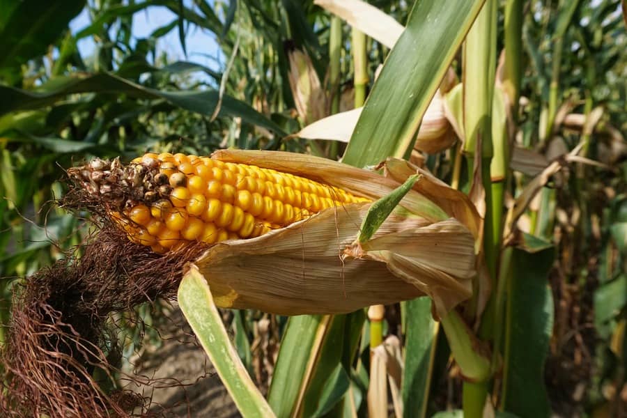 La siembra de maíz de verano alcanza el 35,5% en el centro-sur de Brasil