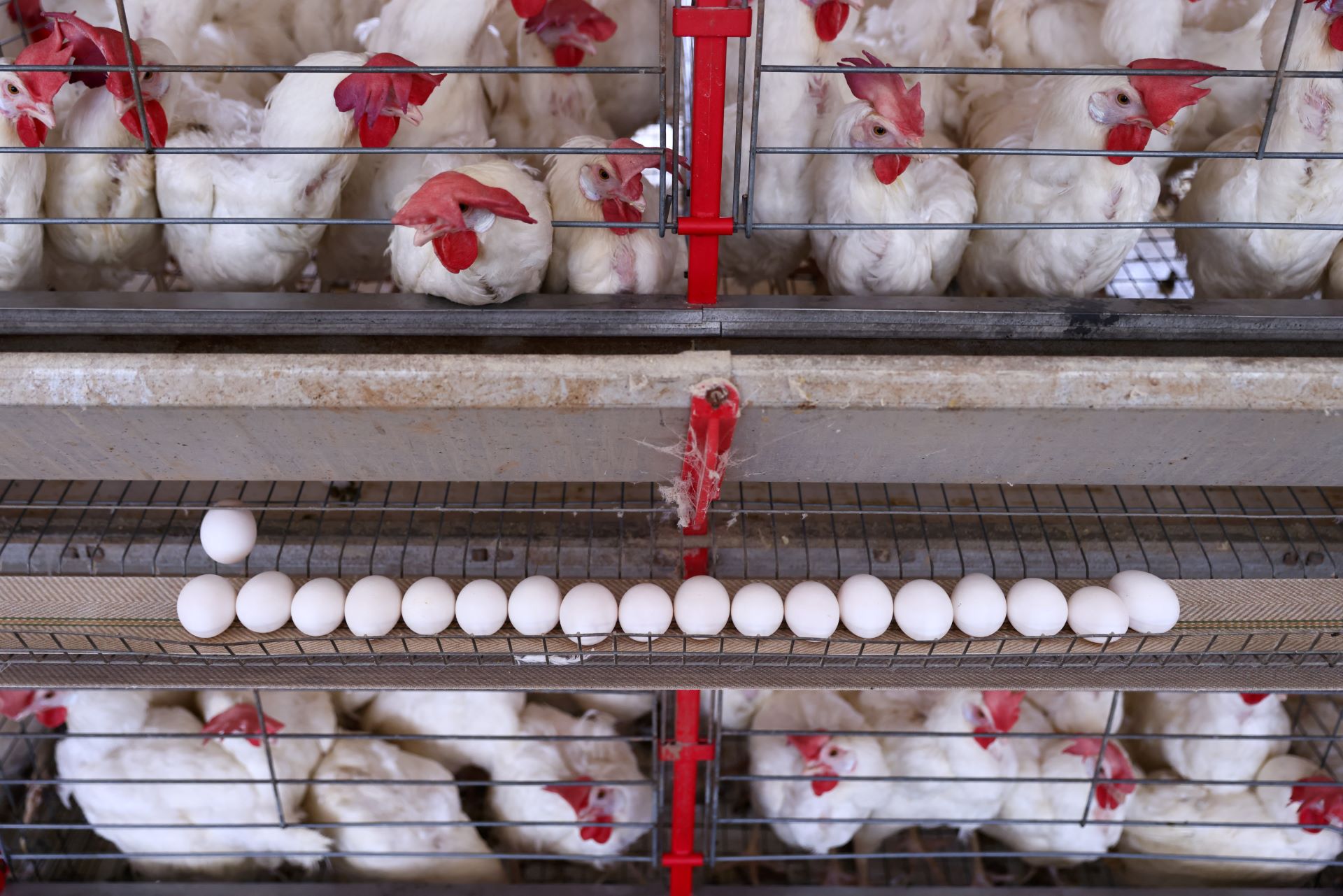 Brasil eleva un 25% sus exportaciones de pollo y reduce un 22,2% las de vacuno