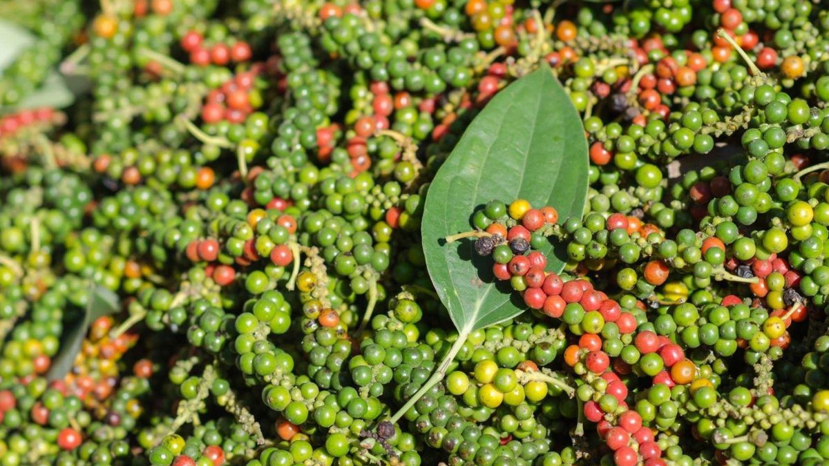 Brasil eleva sus exportaciones de pimienta pese a una caída del 18,2% hacia Vietnam