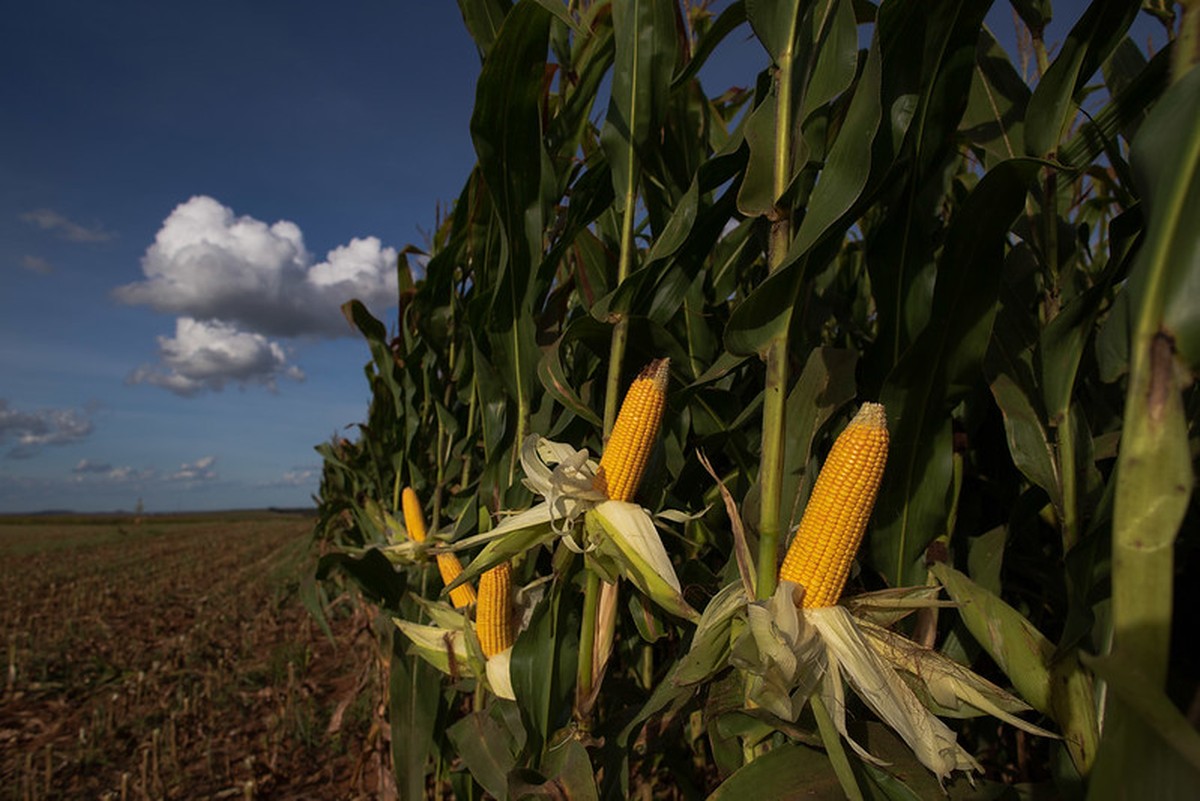 Brazil’s Second-Crop Maize Pesticide Market Rises 13% to R$15.4 Billion