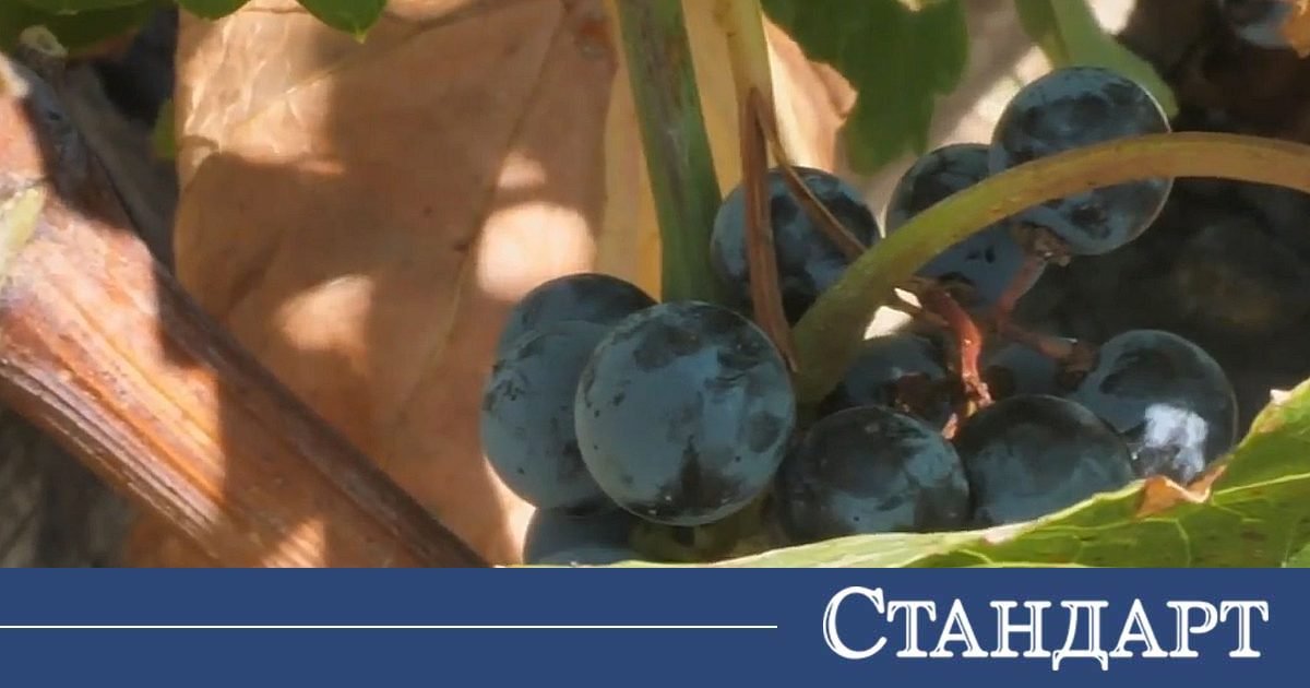 Bulgarische Trauben bleiben am Stock: Billige Weinimporte drücken die Preise, Branche kündigt Streikbereitschaft an