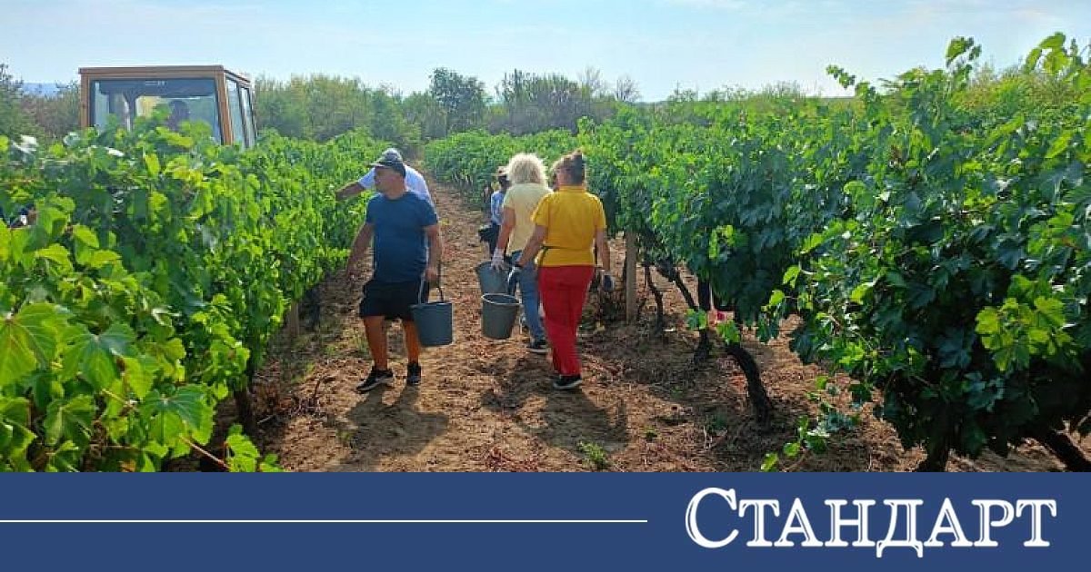 Viticultores búlgaros ameaçam protestar perante colheita forte e procura fraca