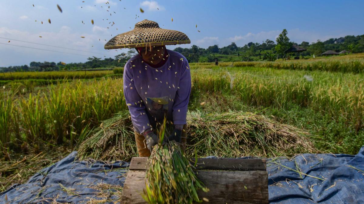 Indonesiens Bulog kauft 4 Millionen Tonnen Reisäquivalent und erfüllt das Beschaffungsziel für 2026 vorzeitig