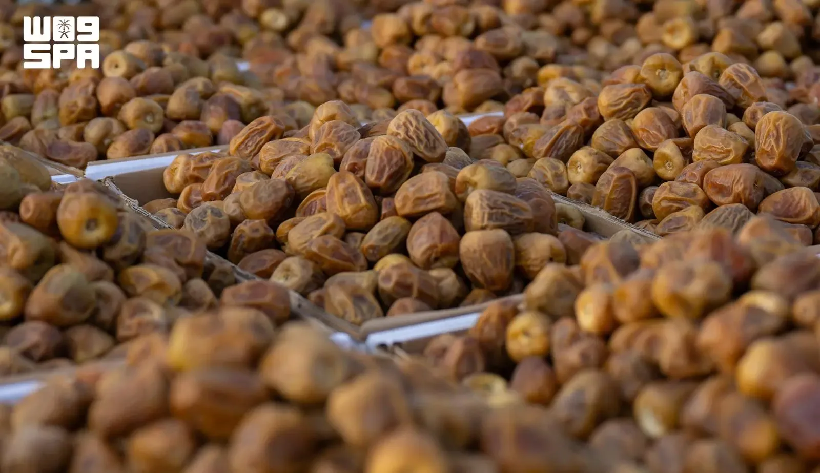 El festival de dátiles de Buraidah crea una plataforma comercial para productores y exportadores
