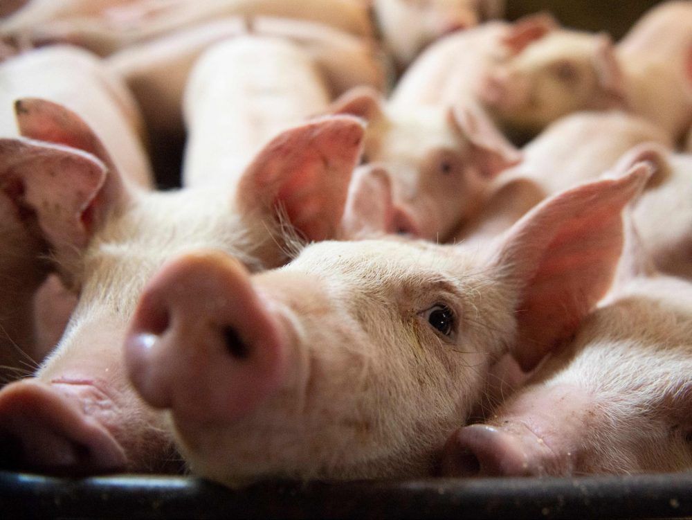 Kanada stellt bis zu 3,8 Millionen C$ für neue Schweinefleischmärkte bereit
