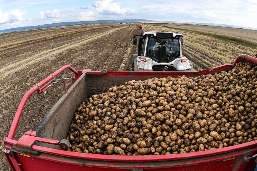 Kartoffelernte in Zentralrussland auf dem Höhepunkt: Brjansk bei fast 500.000 Tonnen, Tula plant 650.000