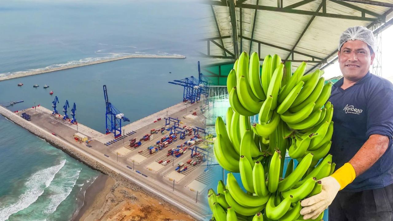Primer cargamento de banano peruano llega a China vía Chancay en 23 días