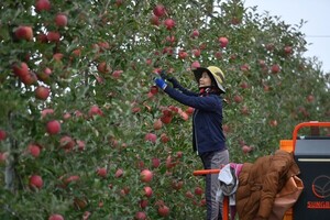 青松郡苹果产量达7.1万吨 智慧栽培抵消气候减产压力