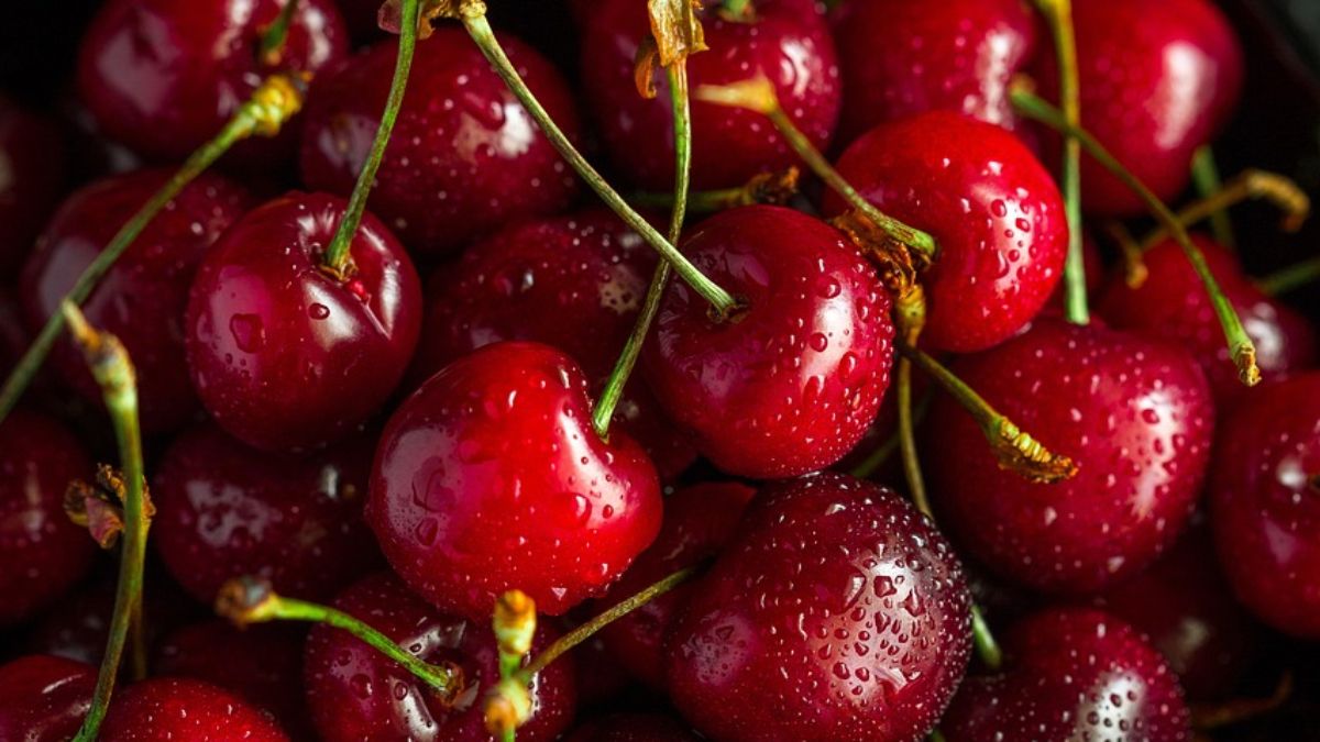 Chile prevê alta de 16% na produção de cerejas com maturação de pomares
