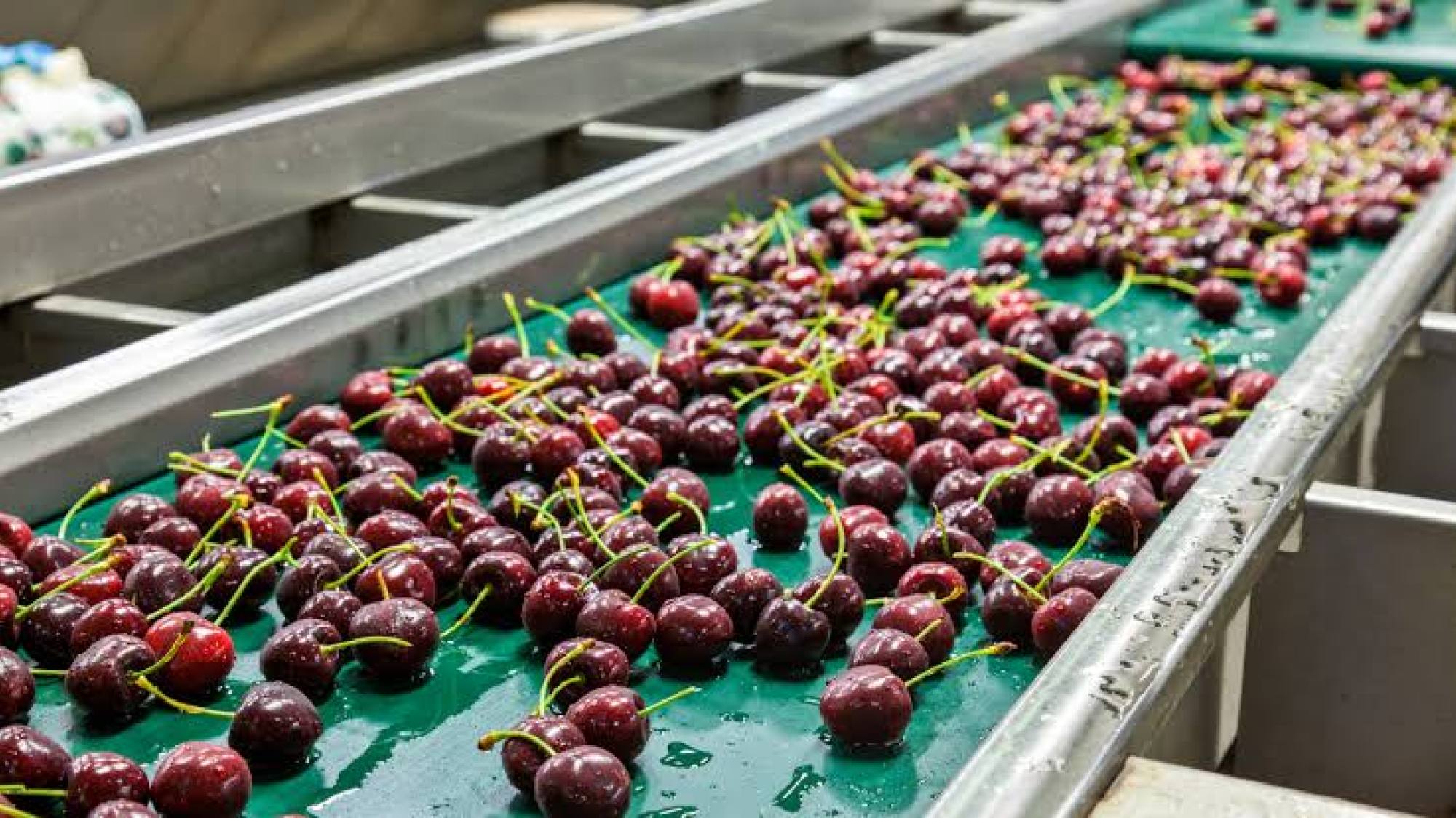 FEDEFRUTA nennt Kirschen, Verpackungskontrolle und Wassersicherheit als Herausforderungen für Chiles Obstsektor