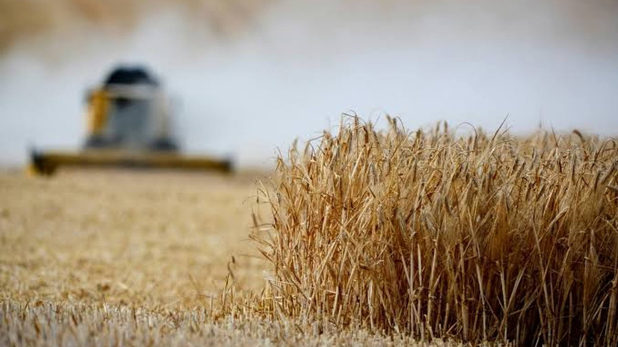 Chile’s grain market stays stable as rain delays planting and Black Sea risks tighten corn