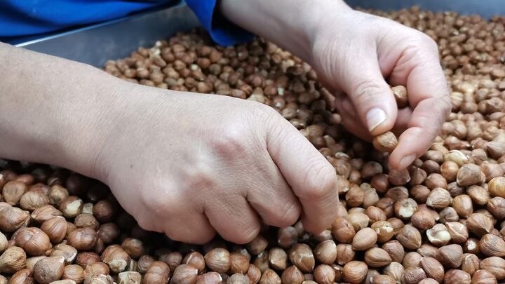 La oferta concentrada marca el comercio mundial de avellanas de 2.700 millones de dólares