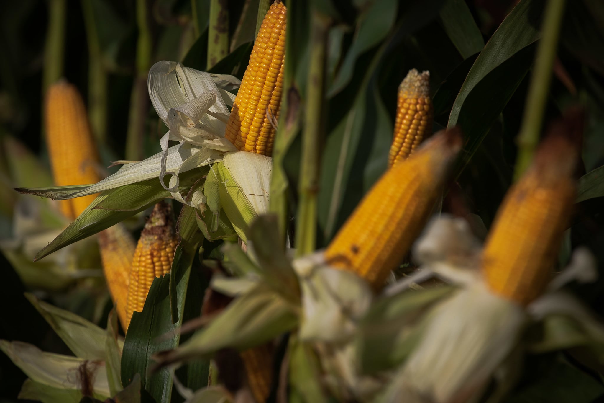 Corn Futures Slide in Chicago as Traders Await US Harvest Results