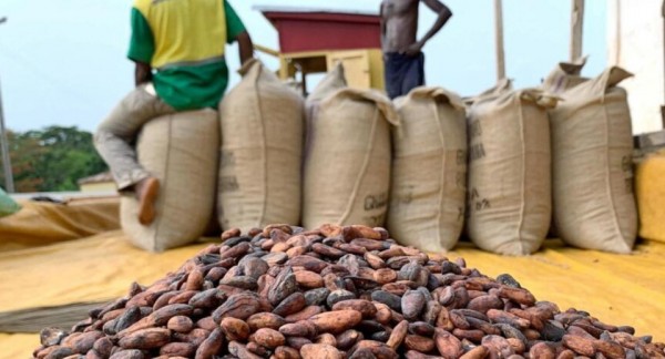 Côte d’Ivoire Sets 2026/27 Cocoa Farmgate Price at CFA1,200 per Kilogram