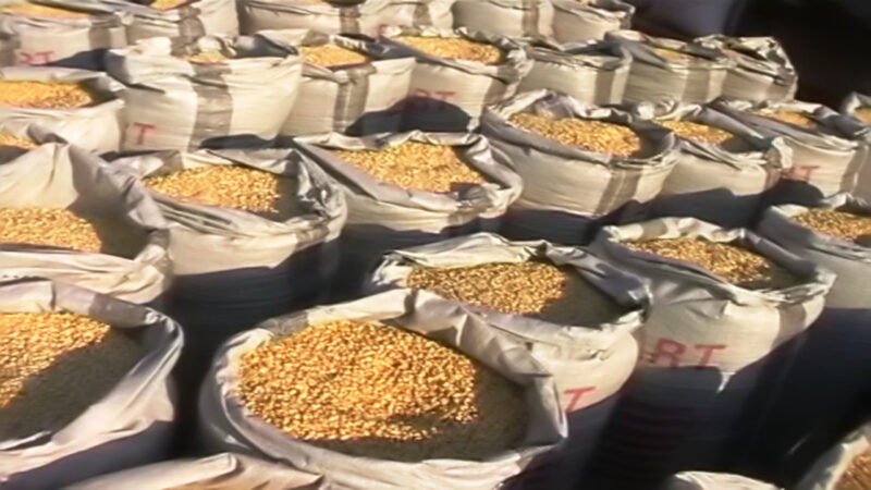 DBG channels more than ¢2.5 billion into Ghana's maize, rice, cassava and poultry chains